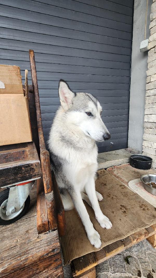 Cucciola Cane Lupo Cecoslovacco Foto 2